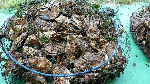 飛び入り参加の志摩産の牡蠣