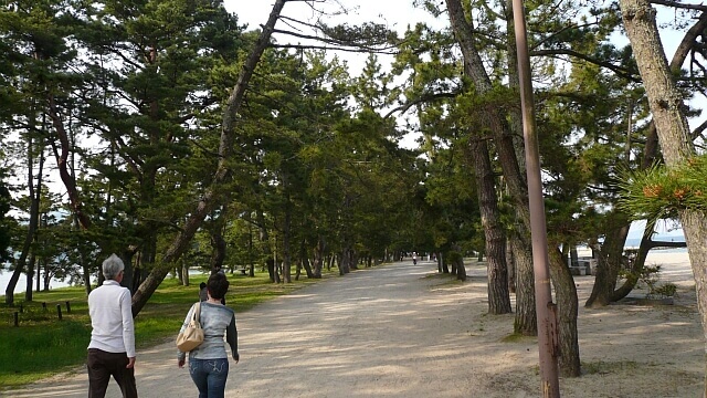 天橋立の松並木