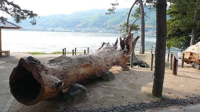 2004年の台風で倒れた命名松「双龍の松」